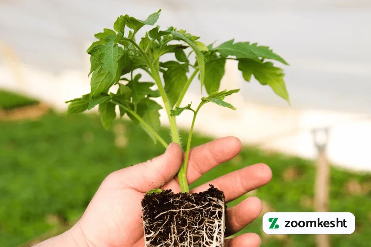 کاشت گوجه فرنگی گلخانه ای