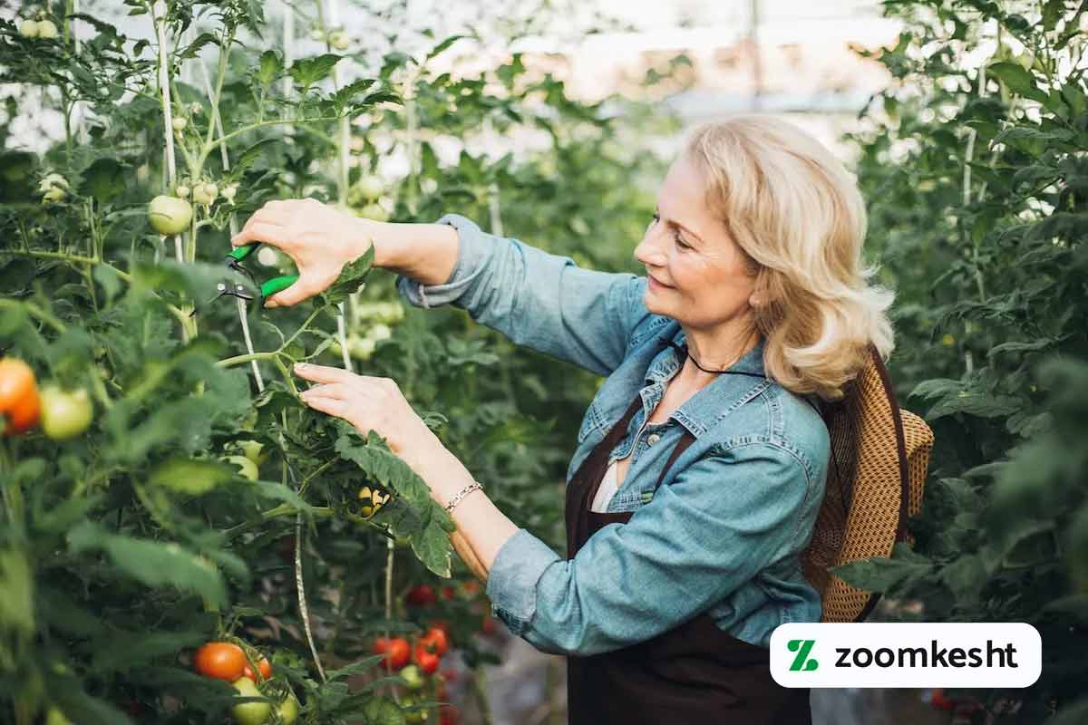کاشت گوجه فرنگی گلخانه ای
