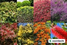 گیاهان همیشه سبز