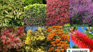گیاهان همیشه سبز