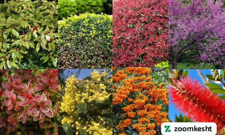گیاهان همیشه سبز