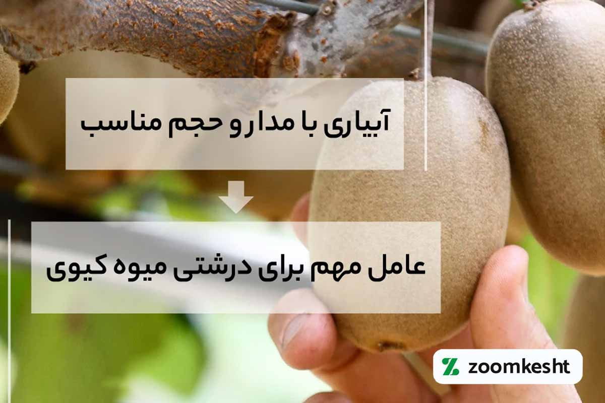 آبیاری کیوی
