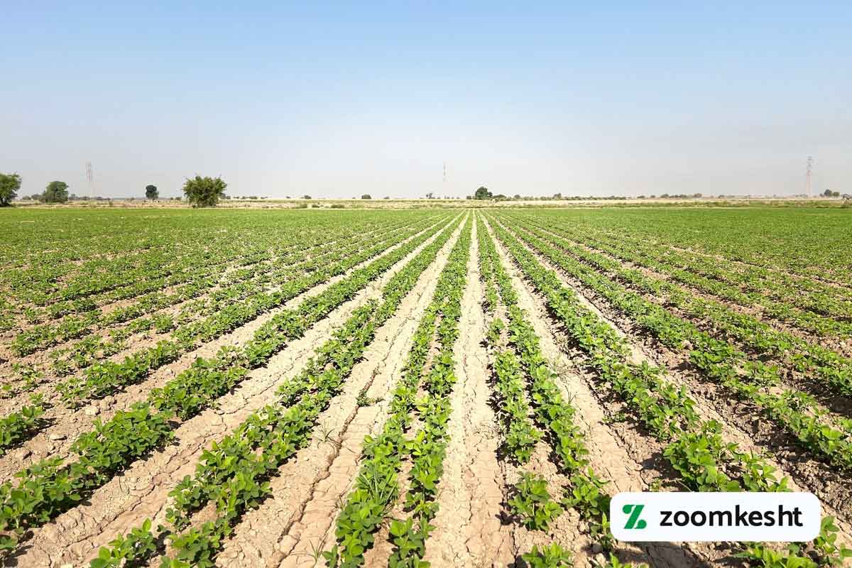 آماده سازی زمین برای کاشت سویا