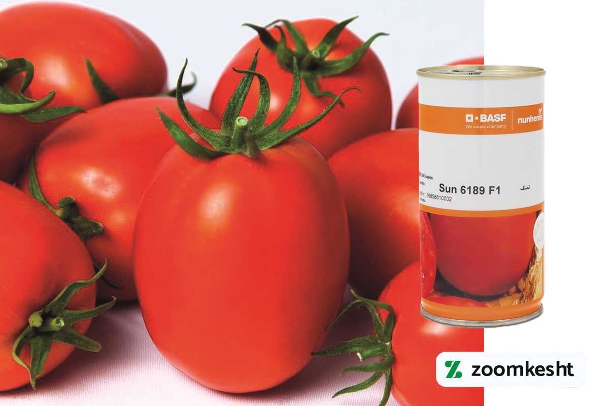 بذر گوجه فرنگی سانسید 6189