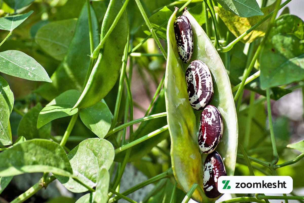 قطع آبیاری قبل از برداشت