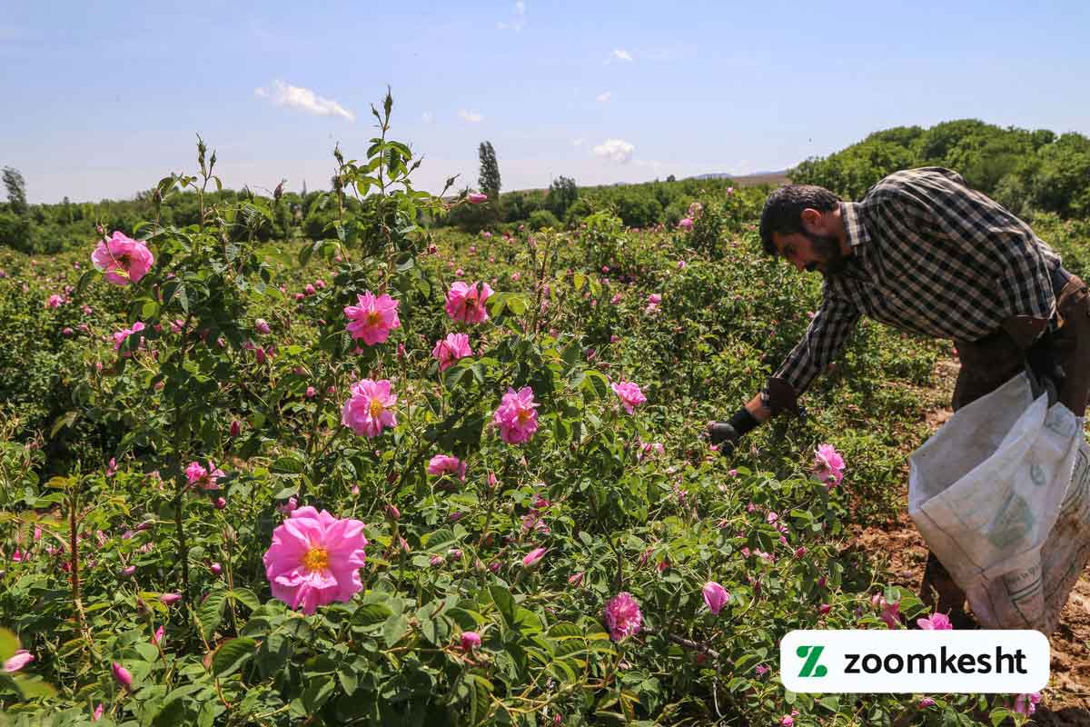 برداشت گل محمدی