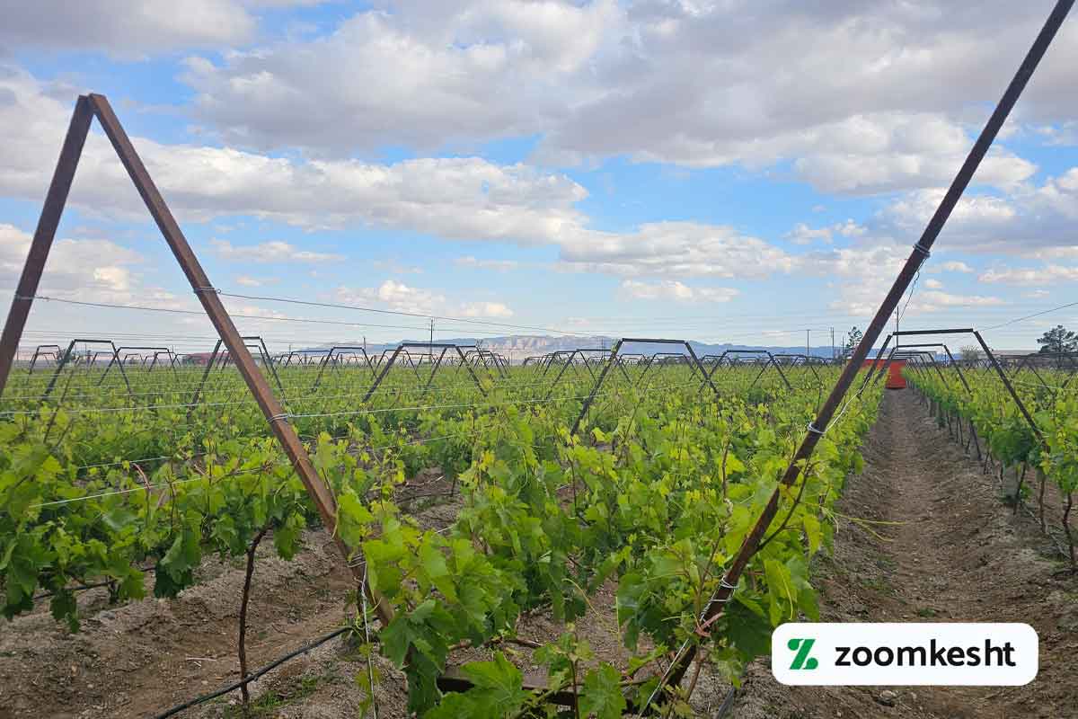 داربست برای کاشت انگور