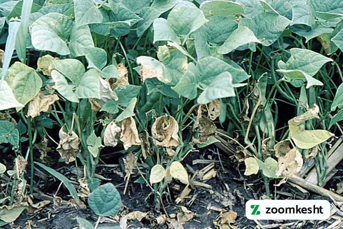 زردی فوزاریومی لوبیا