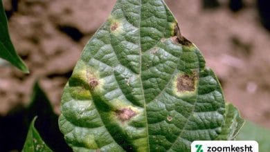 سوختگی باکتریایی لوبیا