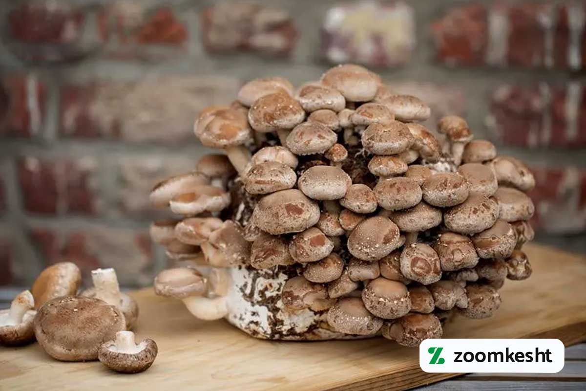 قارچ شیتاکه