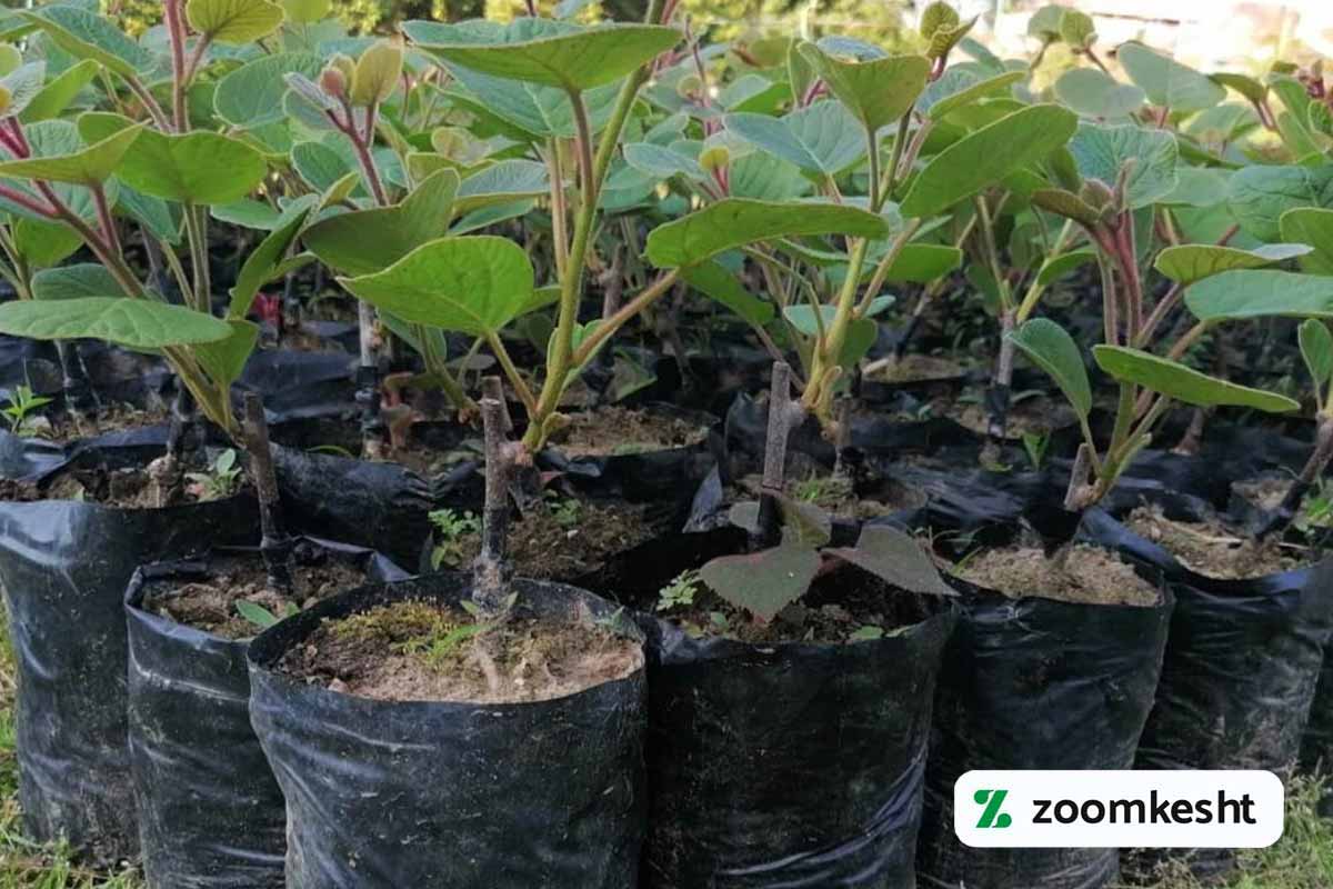 نهال کیوی