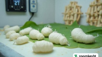 پرورش کرم ابریشم