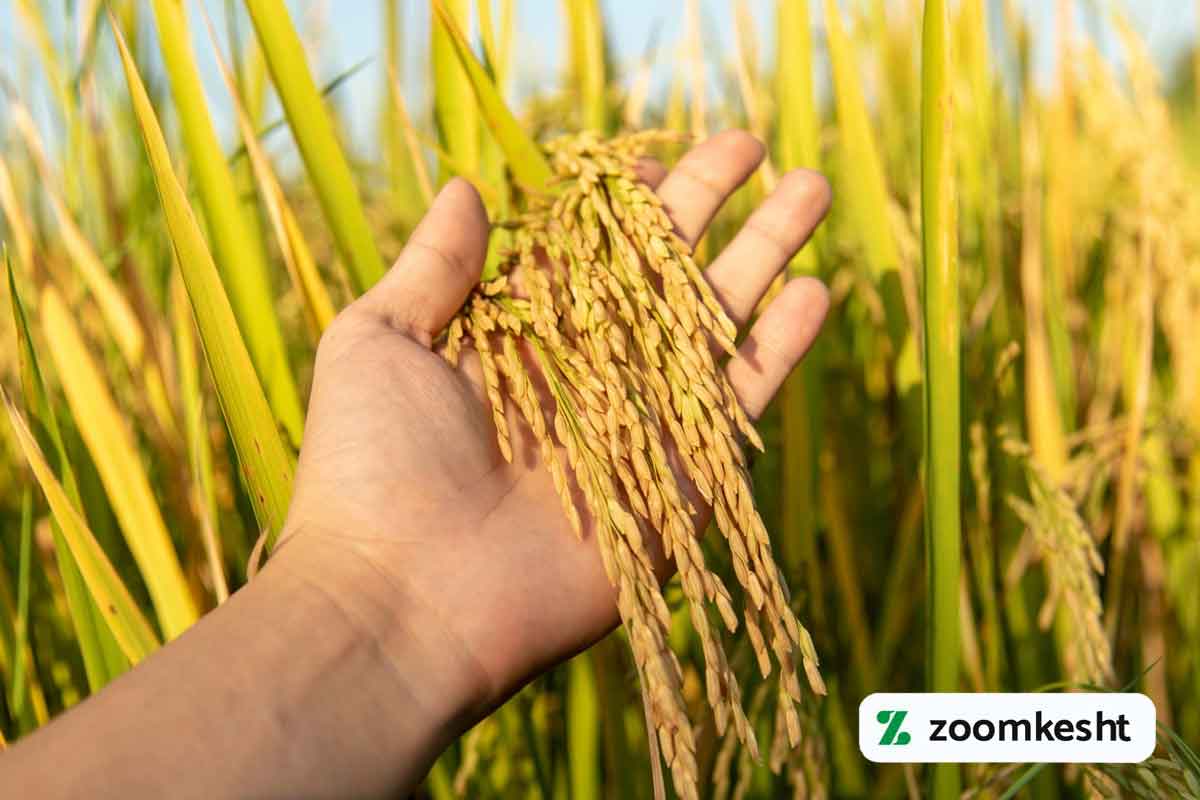 پنجه زنی برنج