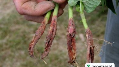 پوسیدگی ریشه لوبیا