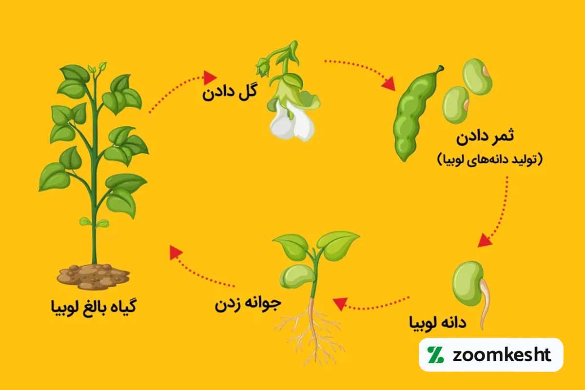 مراحل رشد لوبیا