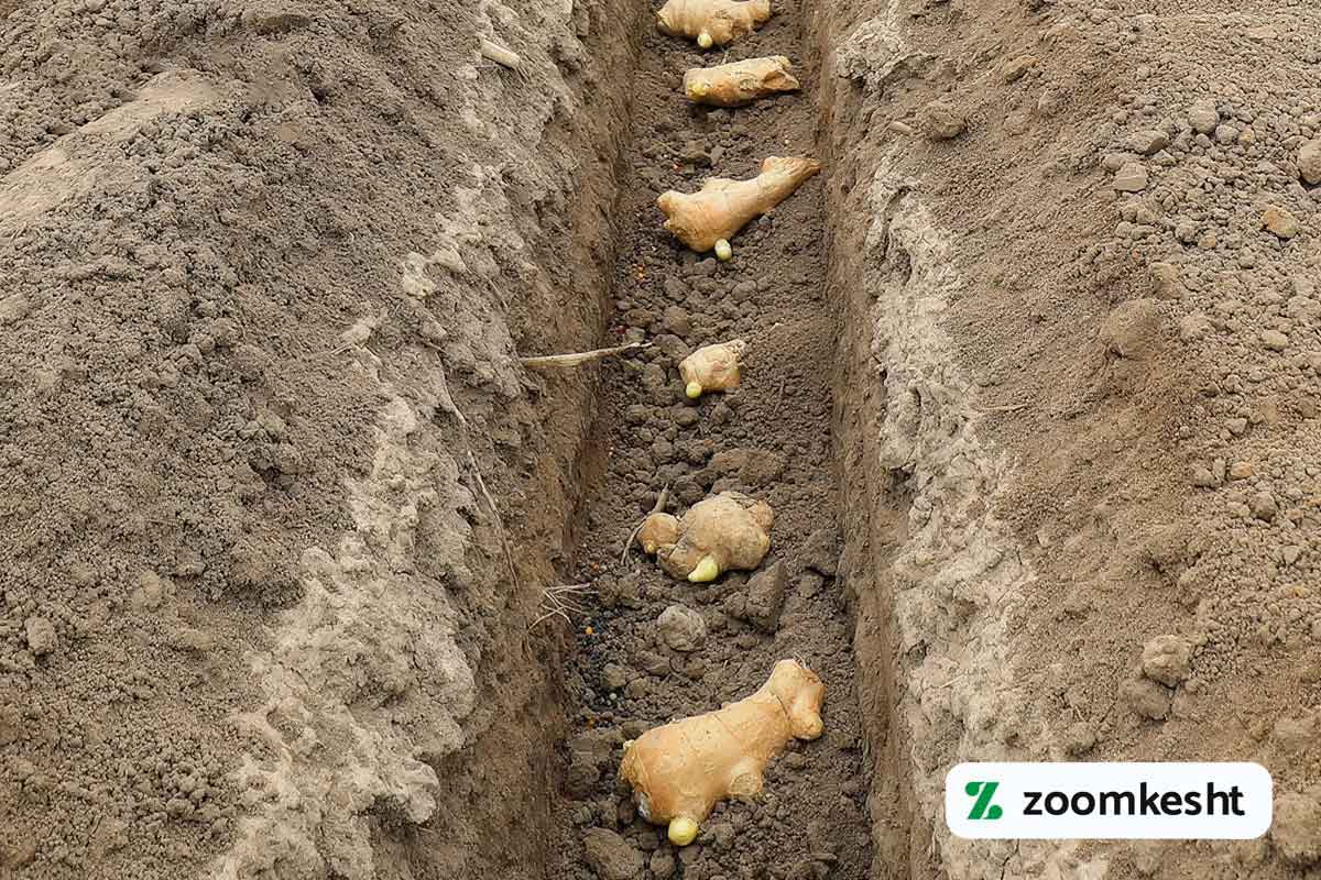 کاشت زنجبیل در خاک
