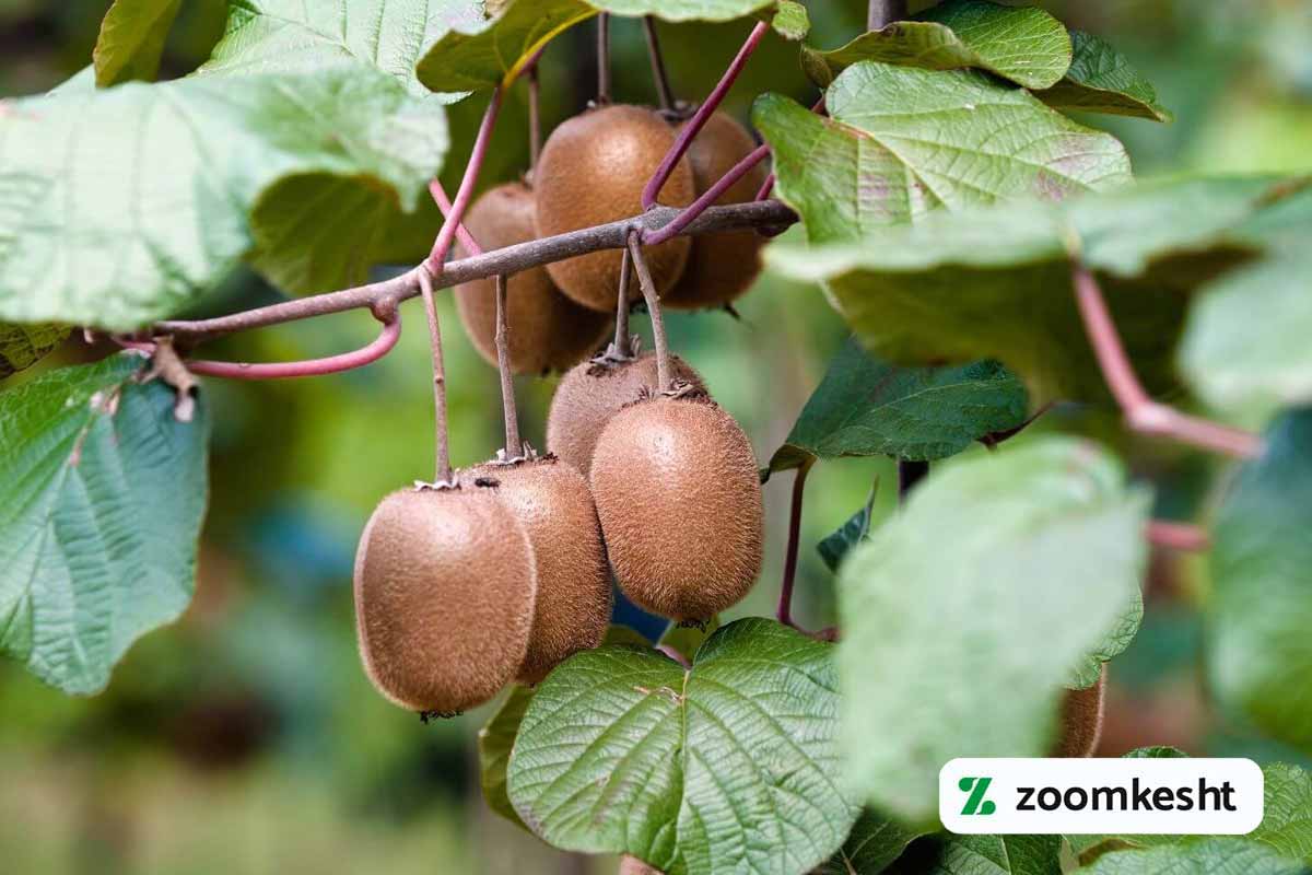کاشت کیوی