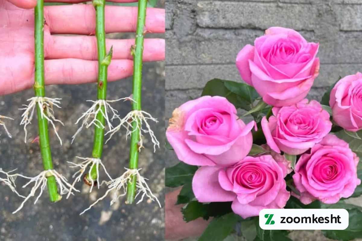 کاشت در گلدان با قلمه زدن