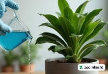 کود سه بیست برای زاموفیلیا