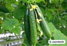 کود سه بیست خیار