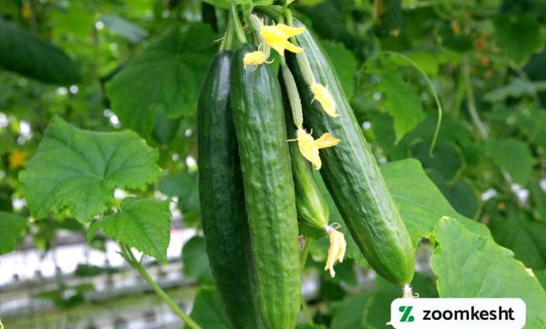 کود سه بیست خیار