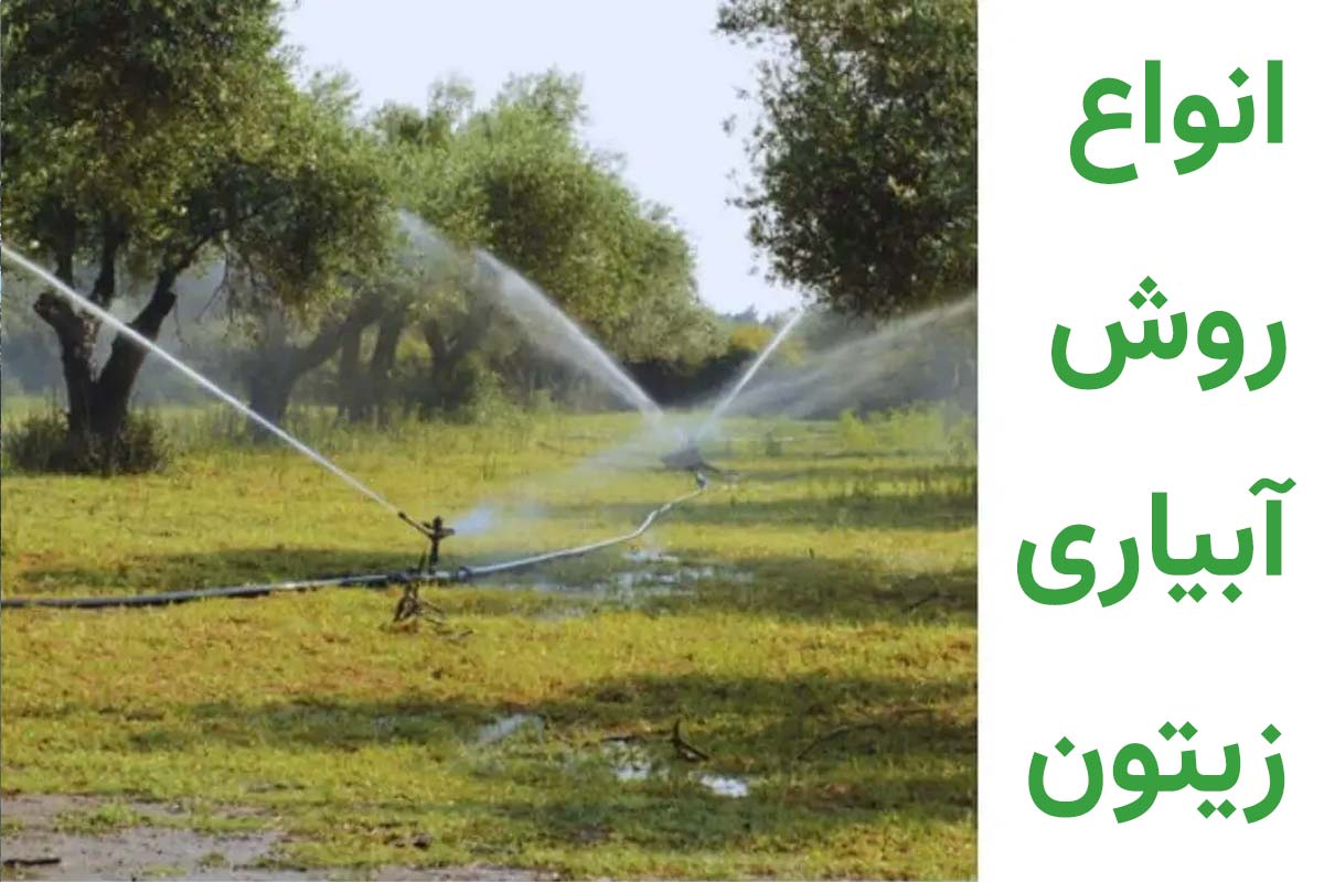 روش های آبیاری زیتون