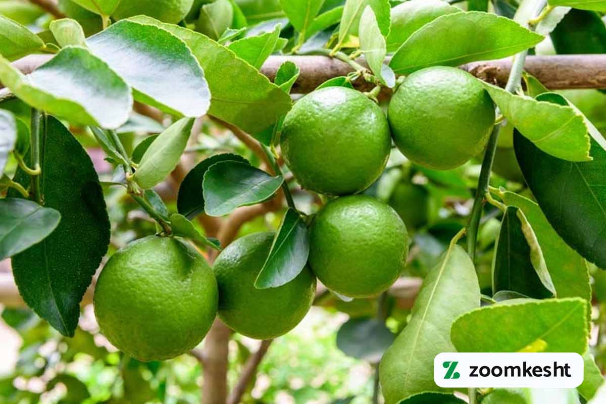آشنایی با درخت لیمو
