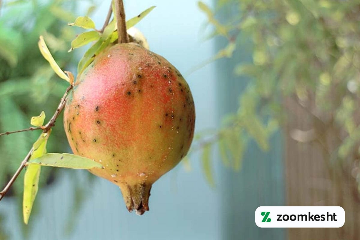 آفات و بیماری های انار