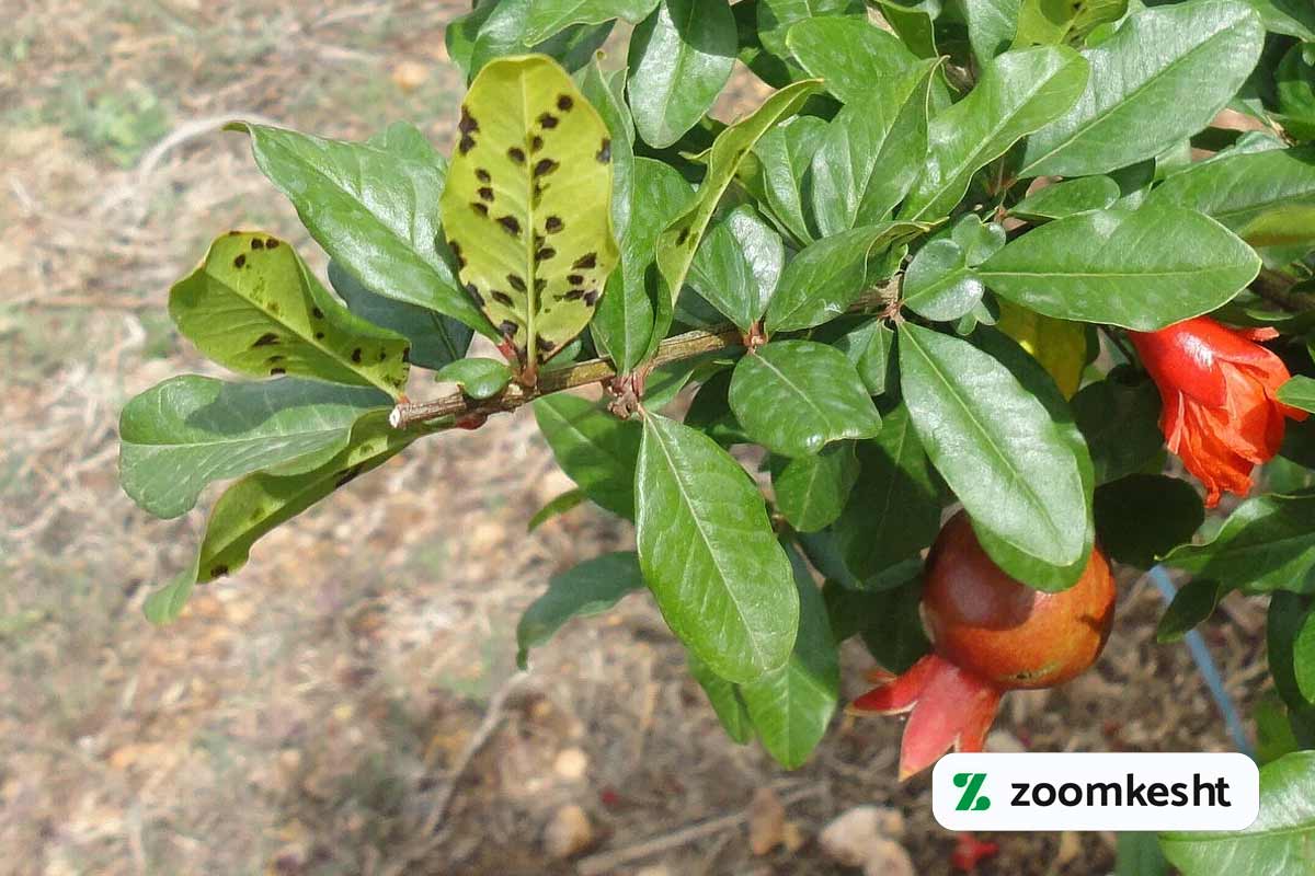 آفات و بیماری های انار