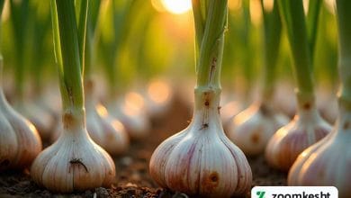 آفات و بیماری های سیر