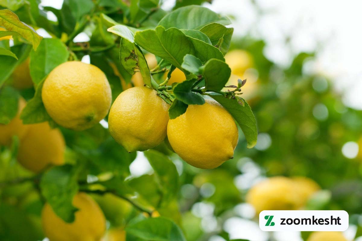 شرایط نگهداری لیمو
