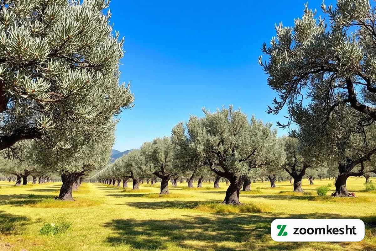 کاشت زیتون 