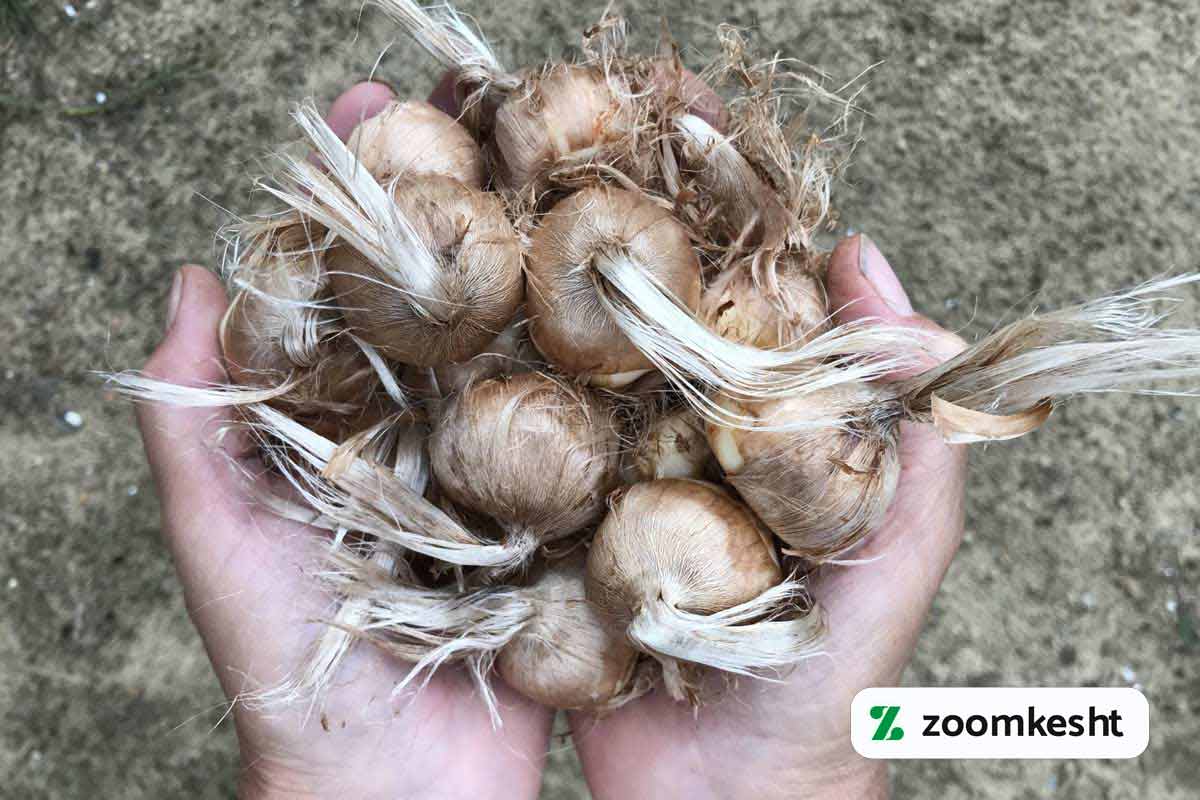 کاشت زعفران