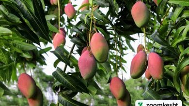کاشت هسته انبه