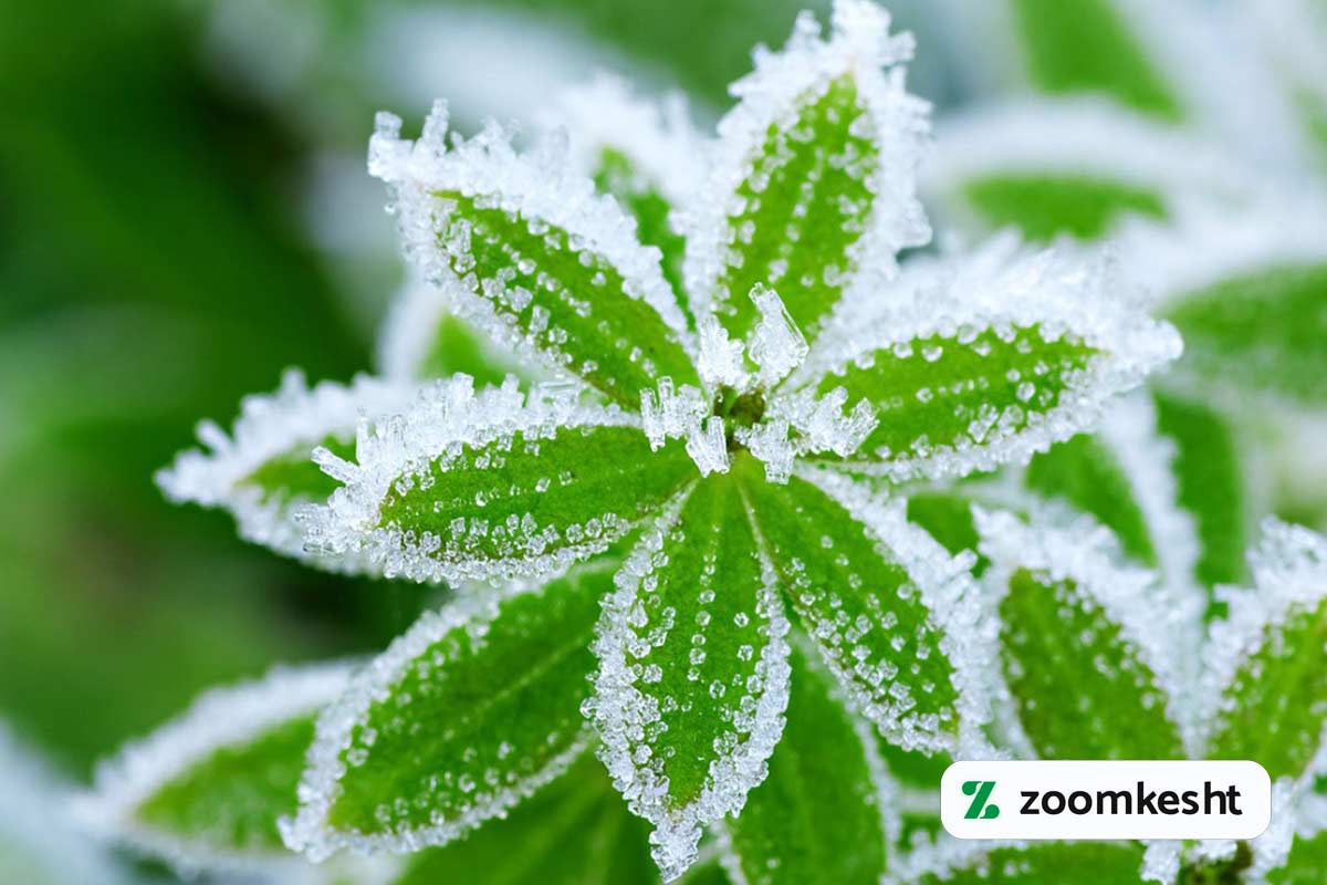 گیاهان مقاوم به سرما