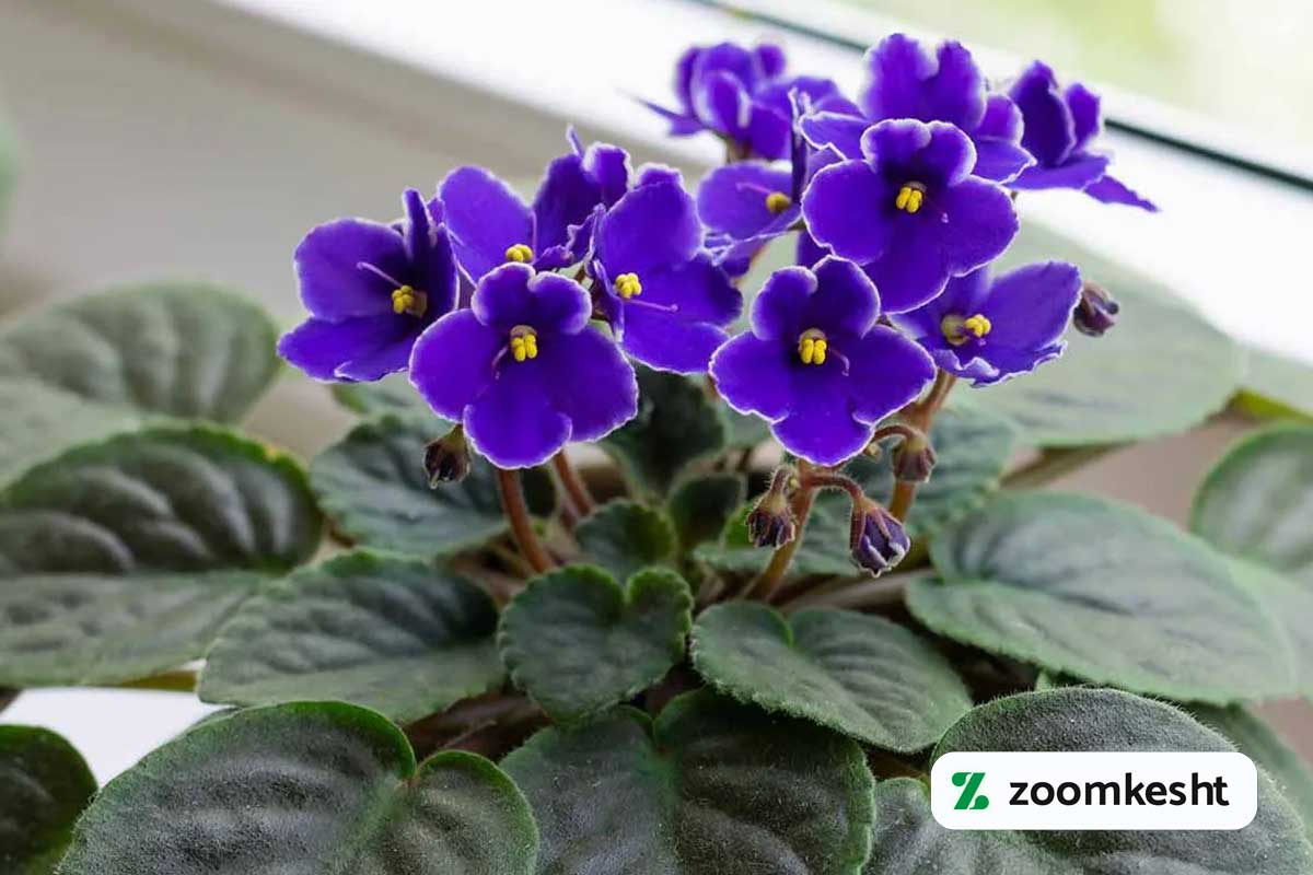 گیاهان مقاوم به سرما