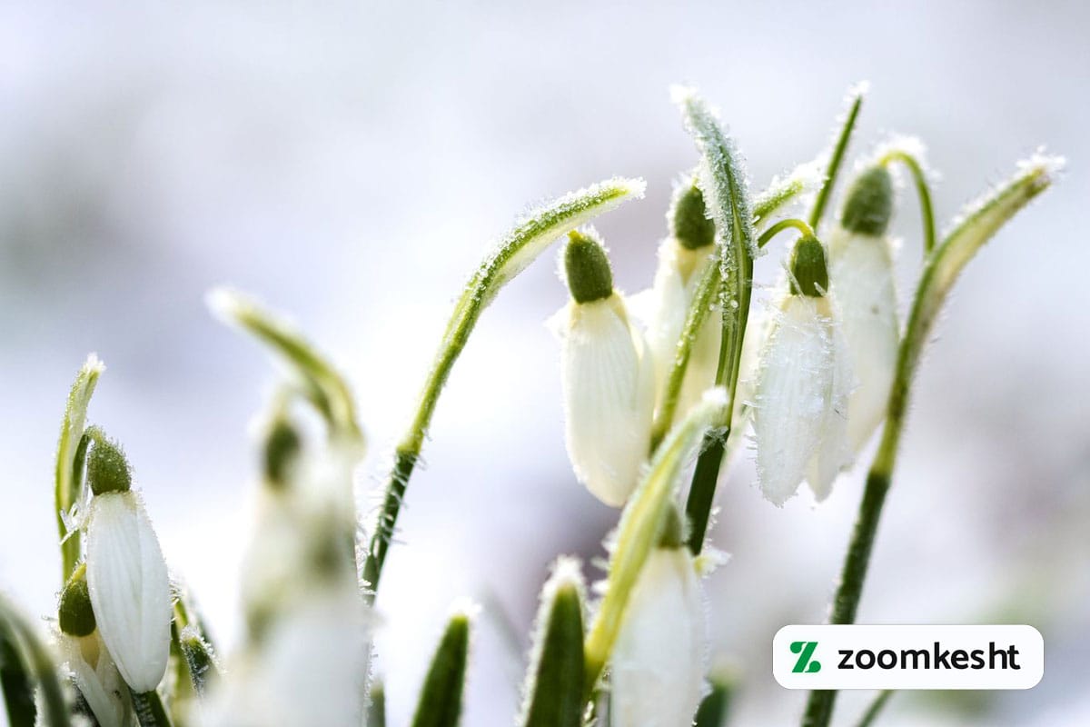 گیاهان مقاوم به سرما