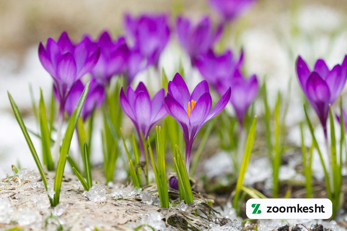 گیاهان مقاوم به سرما