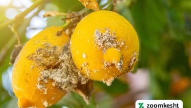 آفات و بیماری های لیمو