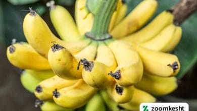 آفات و بیماری های موز