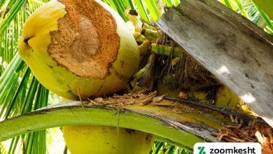 آفات و بیماری های نارگیل