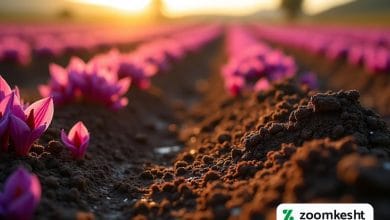 بهترین کود برای زعفران