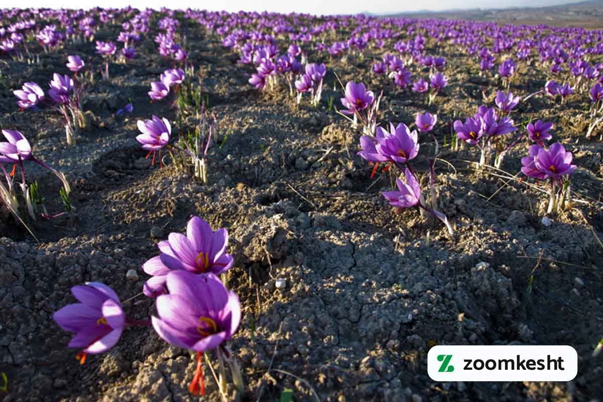 بهترین کود برای زعفران