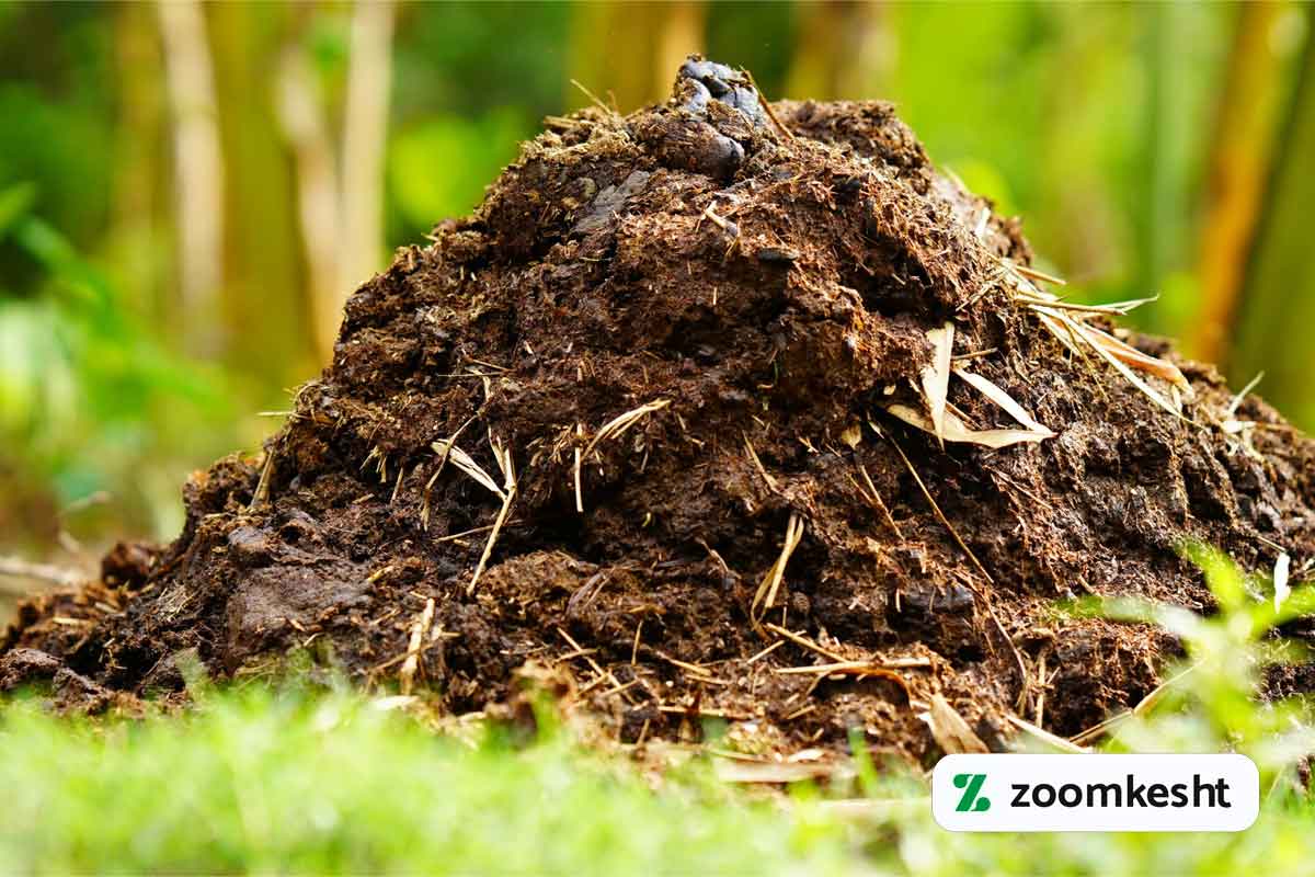 بهترین کود برای زعفران