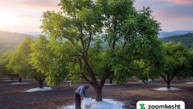 بهترین کود برای سفید شدن مغز گردو