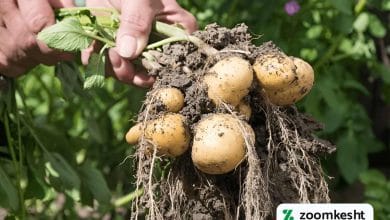 بهترین کود برای غده زایی سیب زمینی