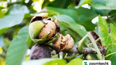 بهترین کود برای درخت گردو