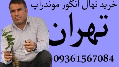 خرید نهال انگور موندراپ در تهران