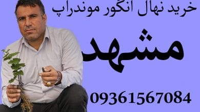 خرید نهال انگور موندراپ در مشهد