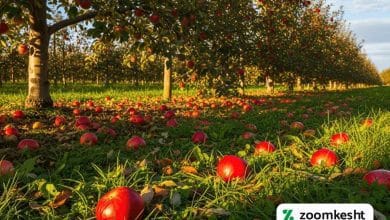 ریزش میوه سیب